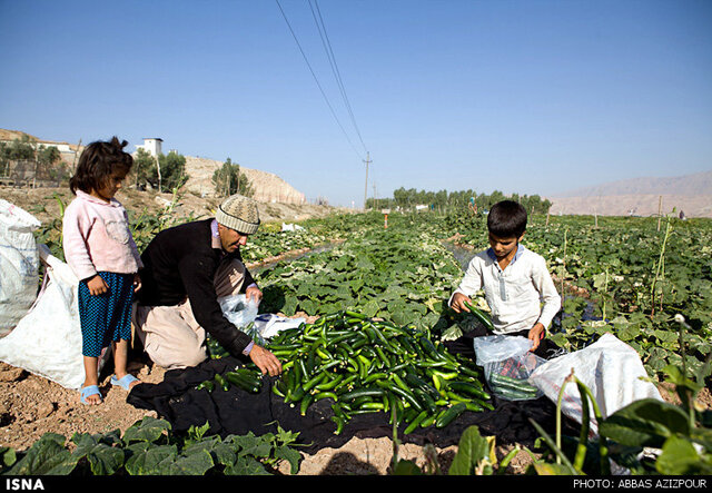خرید توافقی ۲۰۰ تن خیار صنعتی از کشاورزان فارس