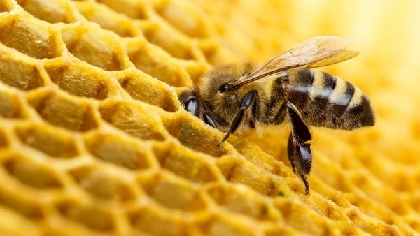 تولید ۴۵۰ تن عسل از زنبورستان‌های کرمانشاه