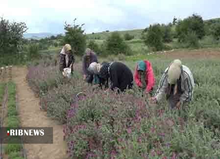 شفای اقتصاد بیمار کشاورزان شمالی با پرورش گیاهان دارویی