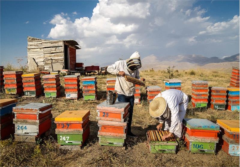 شیرین همچون حس اشتغال‌زایی برای جوانان