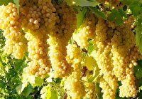 برداشت ۲۵۳ هزارتن انگور از تاکستان‌های آذربایجان غربی