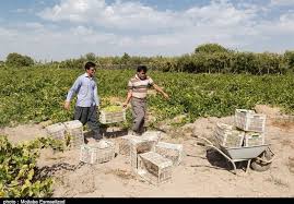 پیش بینی برداشت بیش از ۲۵۳ هزارتن انگور از باغهای آذربایجانغربی