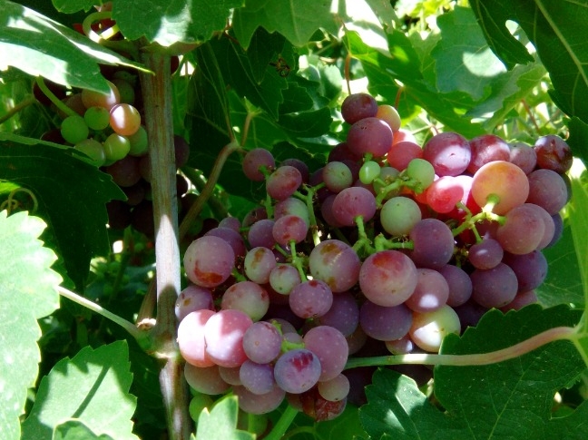 برداشت ۲۰ هزار تن انگور از تاکستان‌های شهرستان شیراز