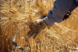افزایش ۴۰ درصدی نرخ خرید تضمینی محصولات کشاورزی