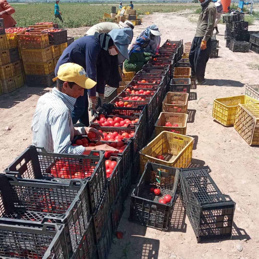 برداشت محصول گوجه فرنگی در شهرستان نیشابور