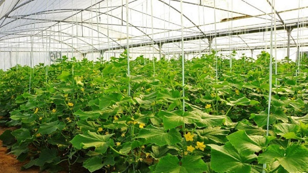 بهره برداری از ۷۳ طرح بخش کشاورزی در هفته دولت در قزوین