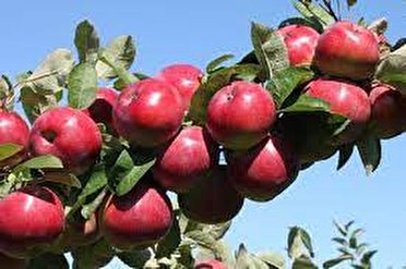 برداشت یک میلیون و ۲۷۰ هزار تن سیب درختی از باغات آذربایجان غربی