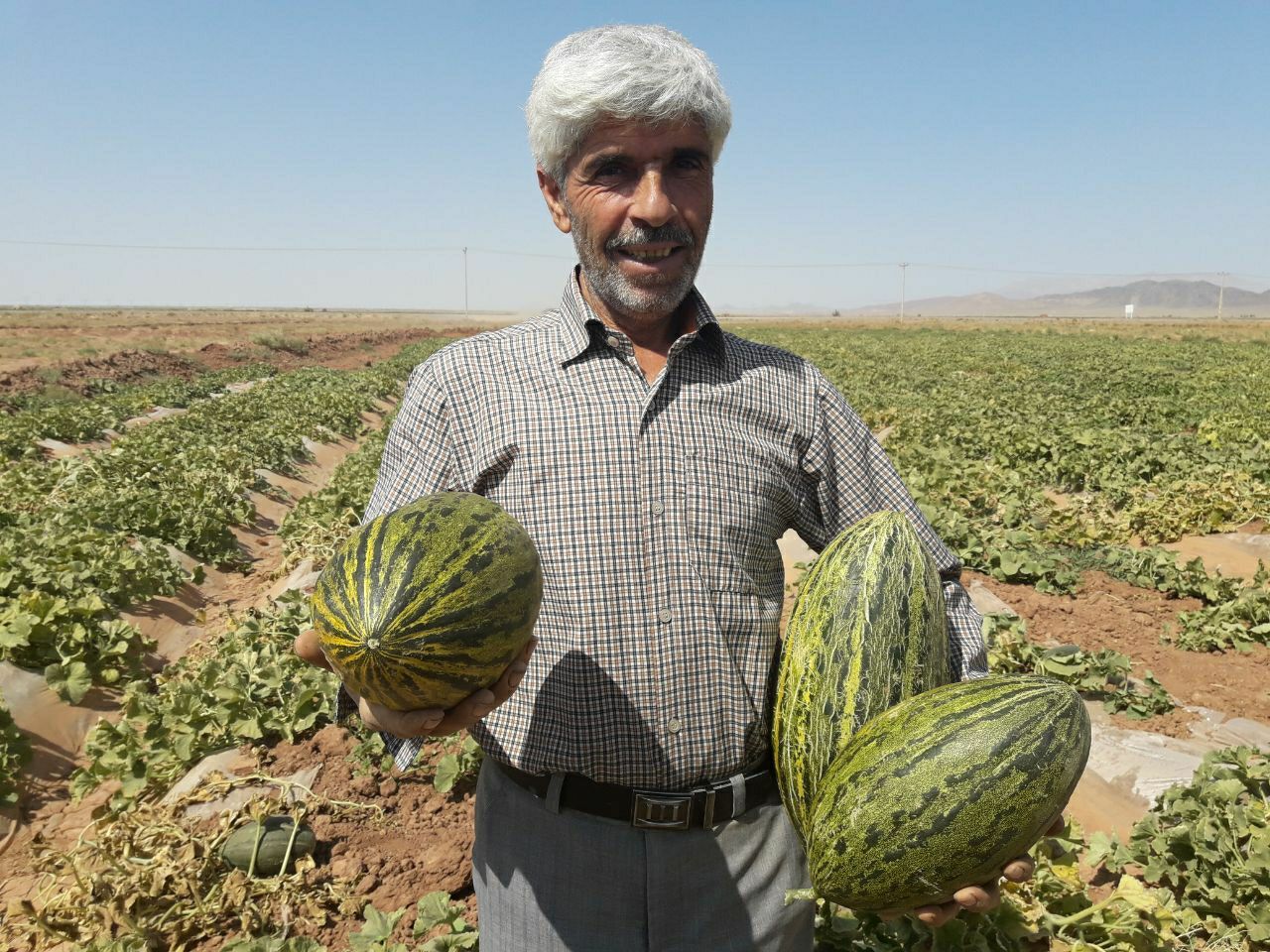 برداشت خربزه از مزارع شهرستان خوشاب