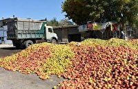 تعیین نرخ  هزار و پانصد تومان برای خرید سیب صنعتی