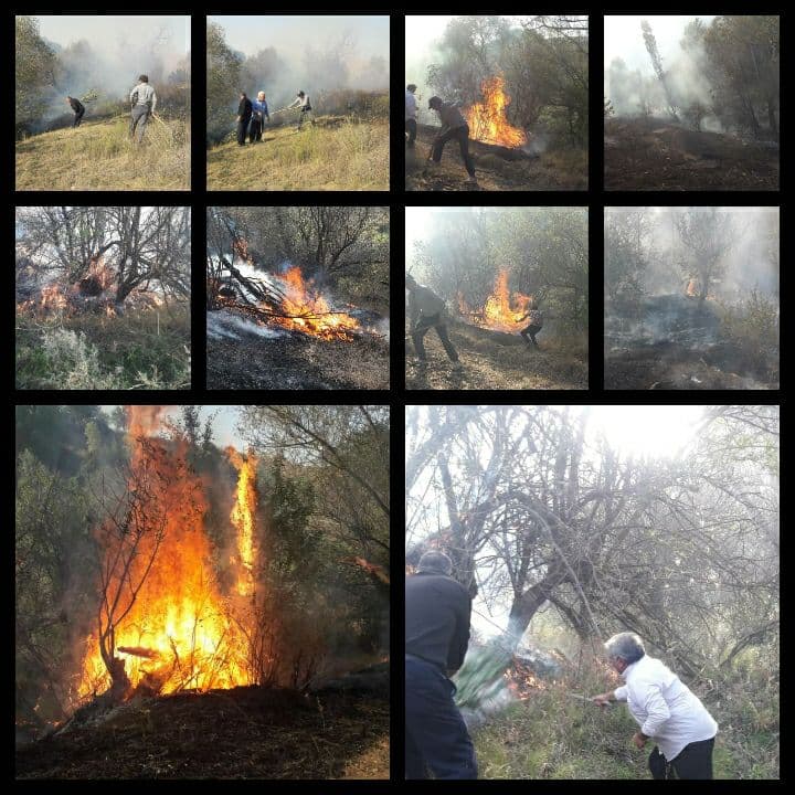 آتش سوزی در مزارع و باغات روستای سزنق