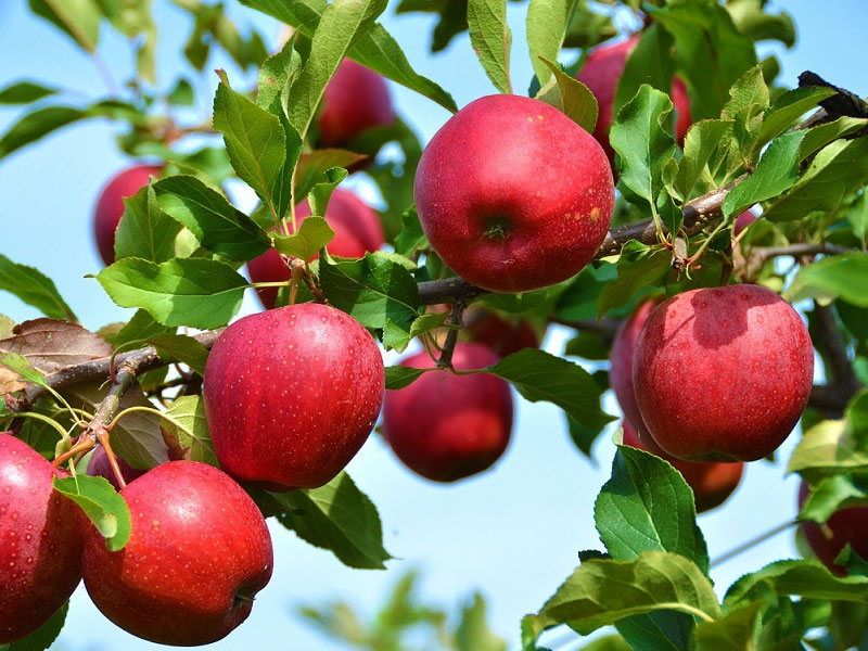 برداشت میوه های تابستانی در ایذه