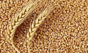 تولید بیش از ۵۰۰ هزار تن گندم در کردستان
