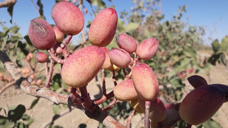 کاهش ۲۵ درصدی تولید پسته در خوشاب