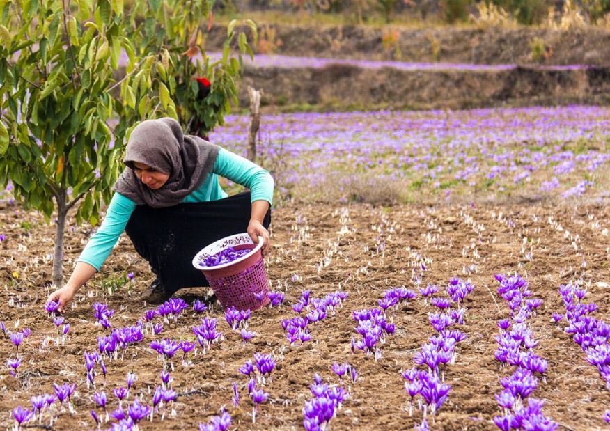 مدال طلای محصولات کشاورزی  گلستان