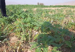 اختصاص ۴ هزار هکتار از اراضی کشاورزی کازرون به کشت تابستانه