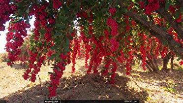 پیش بینی تولید ۲۲۰۳۰ تن زرشک در خراسان جنوبی