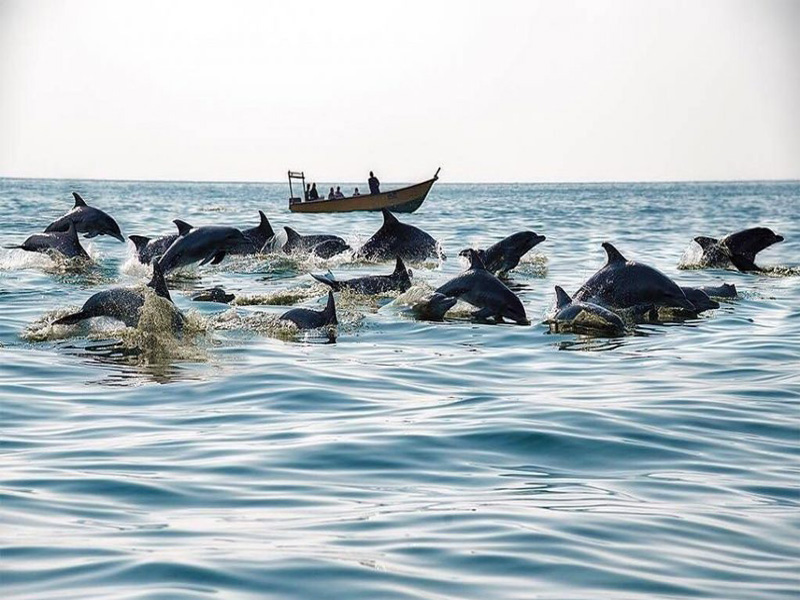 برگزاری کارگاه آموزش دلفین نگری در قشم
