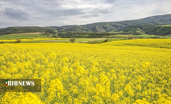 کشت ۷۲۰ هزار هکتاری پاییزه در آذربایجان شرقی