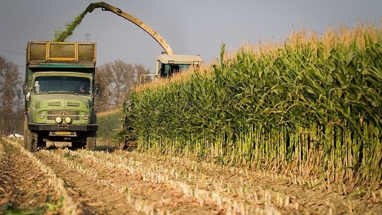 خرید توافقی بیش از ۵۴ هزار تن محصولات کشاورزی در استان قزوین