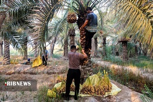 ۶۰ درصد خرمای استان خوزستان در آستانه نابودی