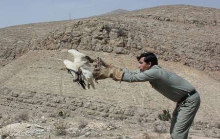 رهایی 27 بال کبک در دامن طبیعت