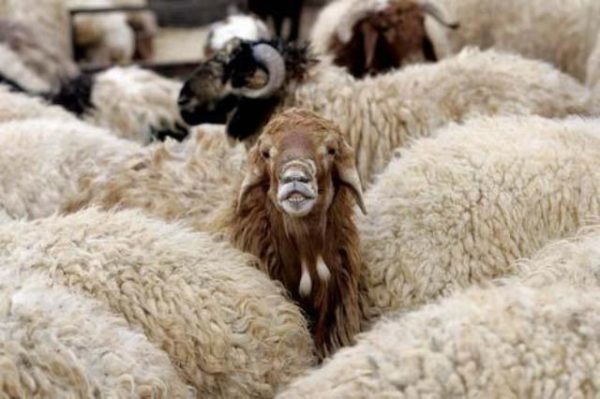 کشف گوسفند از قاچاقچیان دام در لارستان