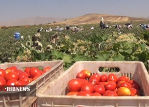 برداشت گوجه فرنگی از مزارع کامیاران