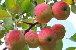 افزایش تولید سیب پاییزه