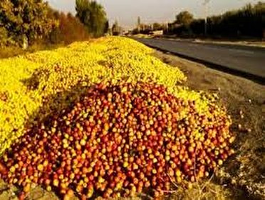 یک سوم سیب آذربایجان غربی ،زیر درختی است