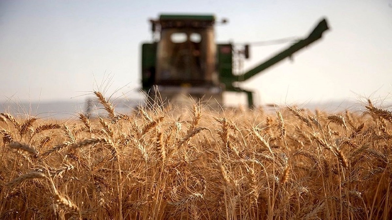 خرید تضمینی بیش از ۲۷۷ هزار تن گندم از کشاورزان کردستانی