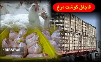 کشف ۴ تن مرغ قاچاق در زنجان