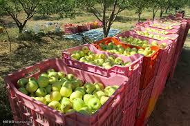 پیش بینی برداشت 160 هزار تن سیب در شهرستان اشنویه