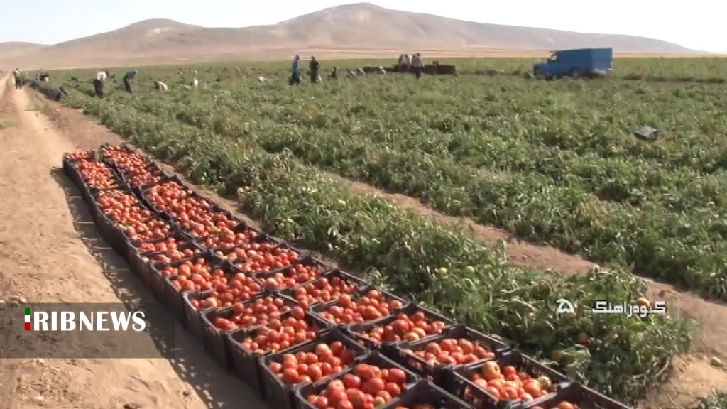آغاز برداشت گوجه فرنگی از مزارع کبودراهنگ