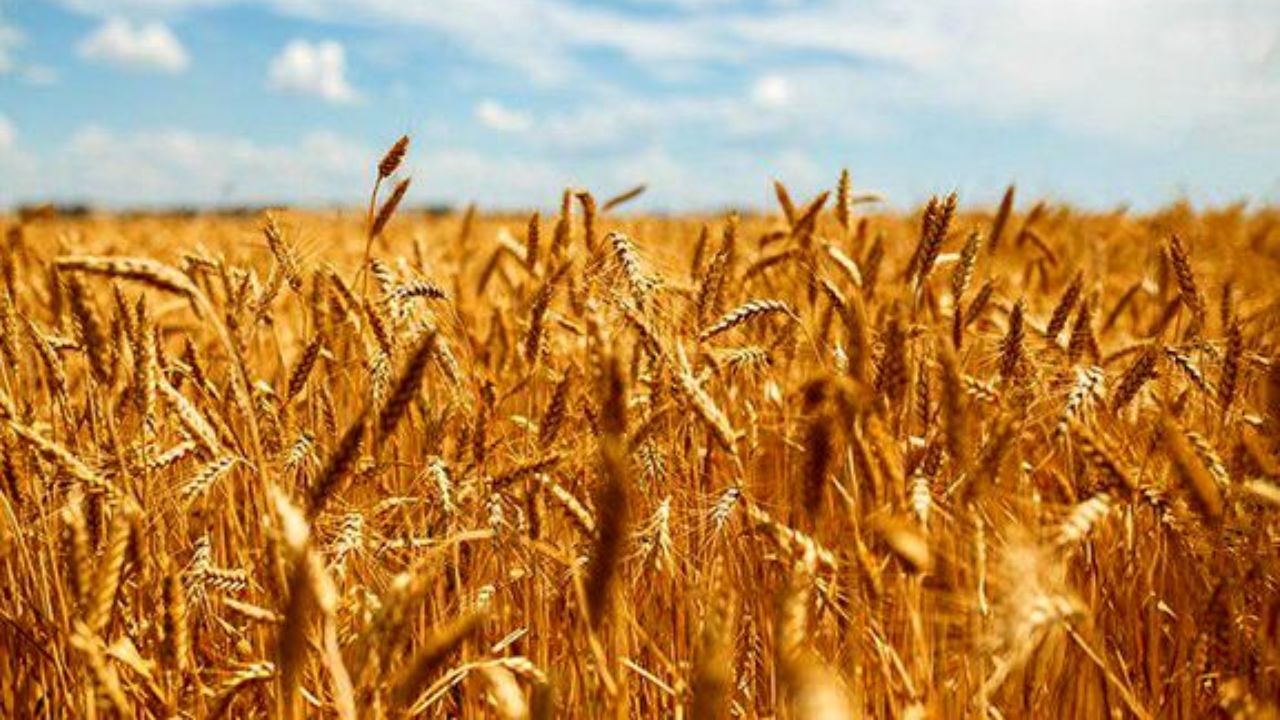 کاهش ۲۵ درصدی تولید گندم در جلگه رخ 