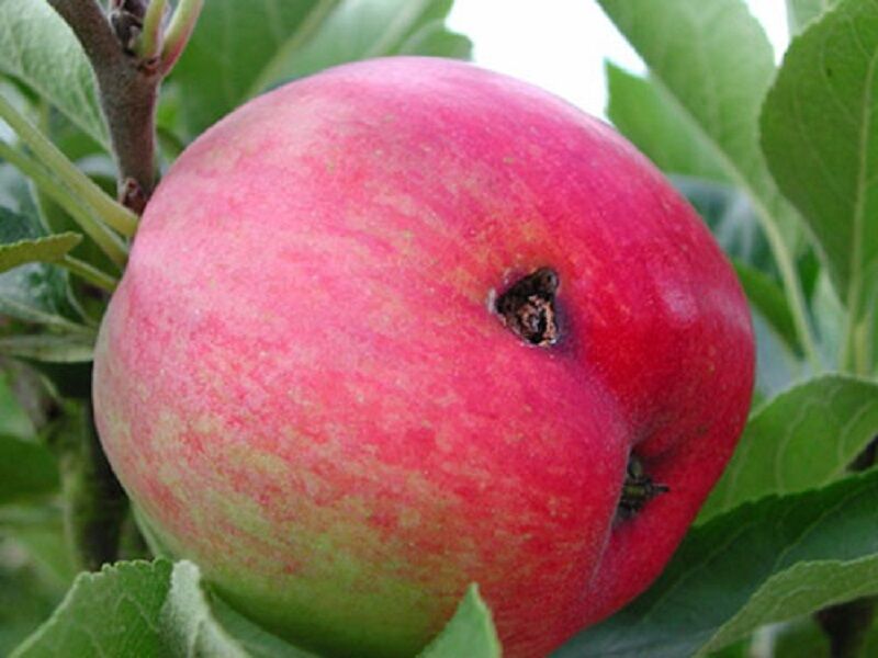 توصیه های لازم برای مبارزه با آفت کرم سیب در مهاباد