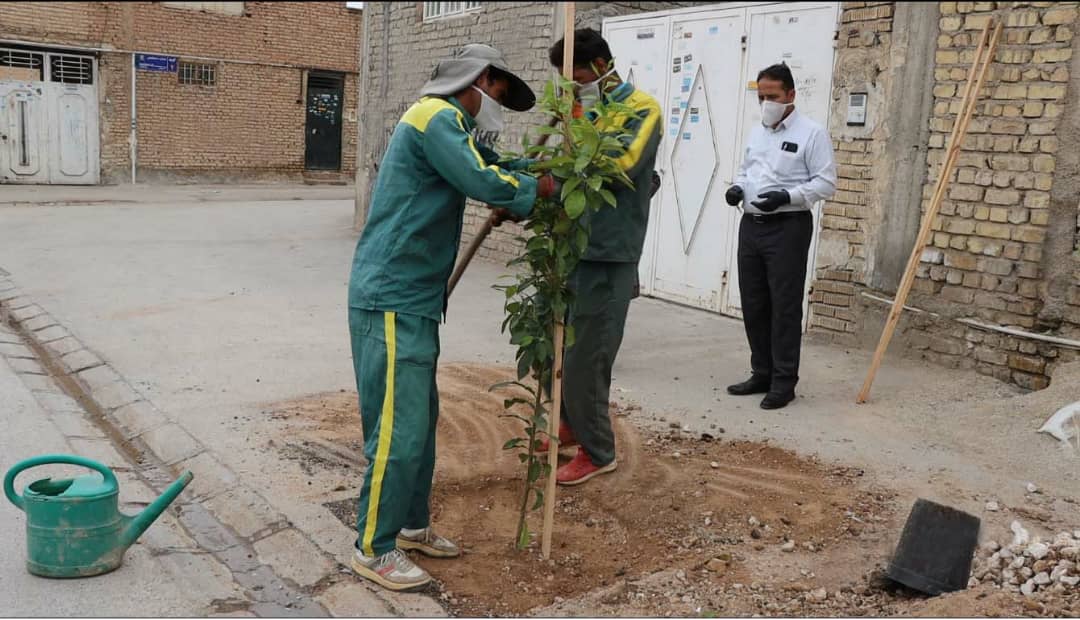 کاشت بالغ بر ۶۶ هزار اصله درخت در مقابل منازل شهروندان