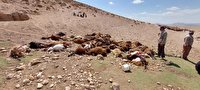 تلف شدن ۵۵ راس گوسفند بر اثر آشامیدن آب آلوده در نیشابور