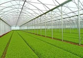 افتتاح طرح گلخانه تولید سبزی و صیفی در فراشبند