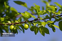 جوی آرام و پایدار در فارس+فیلم