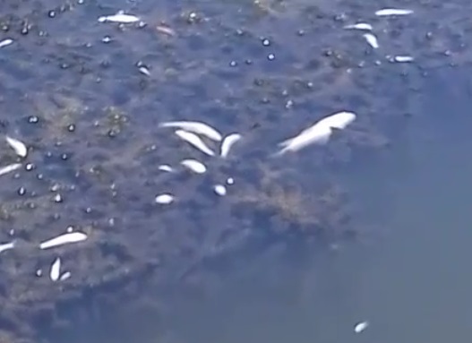 مرگ ماهی ها در رودخانه کنگرشاه