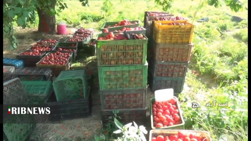 مشکلات کشاورزان گوجه فرنگی کار اسدآباد