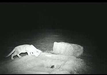 مشاهده گربه شنی در حال انقراض در انار