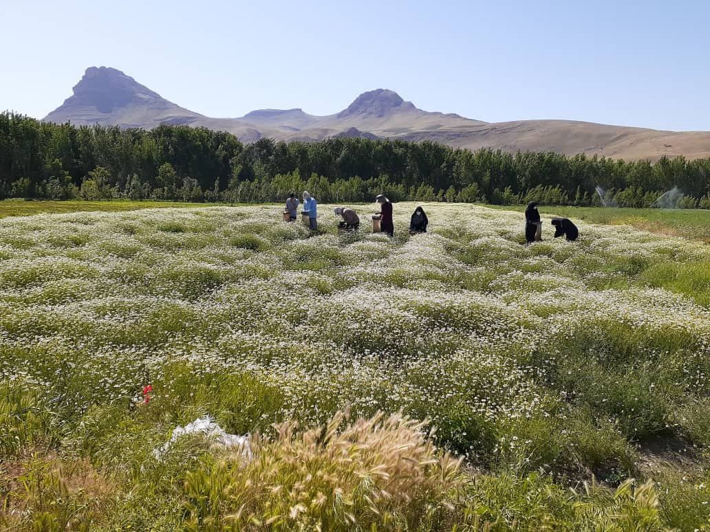 جای خالی صنایع تبدیلی در بازار داغ گیاهان دارویی کرمانشاه