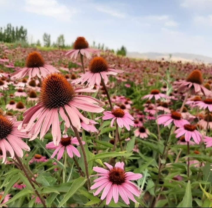 جای خالی صنایع تبدیلی در بازار داغ گیاهان دارویی کرمانشاه