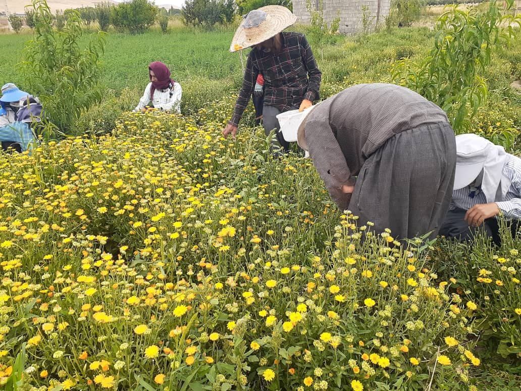 جای خالی صنایع تبدیلی در بازار داغ گیاهان دارویی کرمانشاه