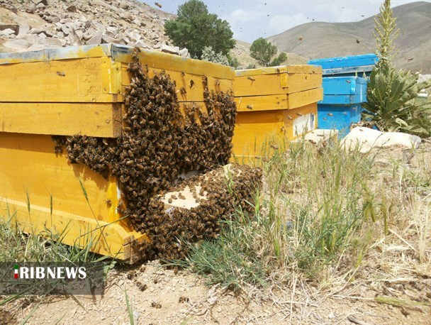 همدان دارای تنها واحد آموزش تلقیح مصنوعی ملکه زنبور عسل در خاورمیانه