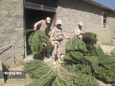 کشف ۵۰۰ کیلو گرم ماری جوانا در سردشت