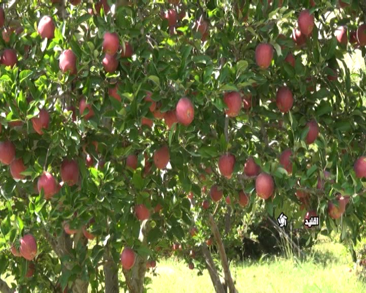 فصل برداشت سیب در شهرستان اقلید