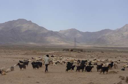 پایان زمان چرای دام در مراتع چهارمحال و بختیاری