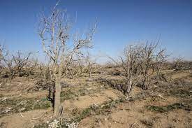 خسارت ۷۰۰ میلیاردتومانی خسکسالی به بخش کشاورزی شهرستان بردسکن
